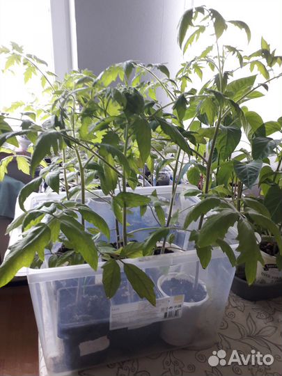 Рассада томатов