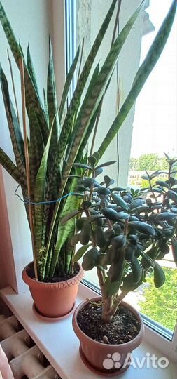 Сансевиерия