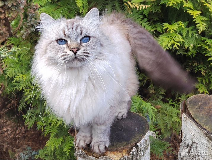 В добрые руки