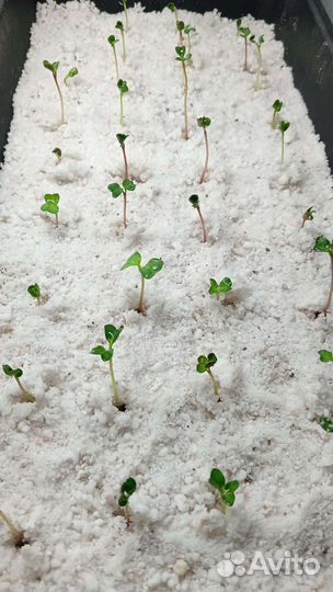 Агроперлит