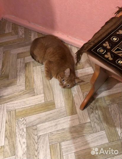 Кот в добрые руки
