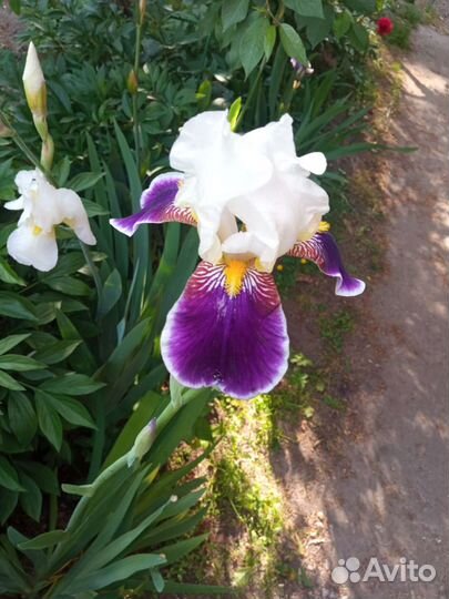Ирисы бородатые сортовые