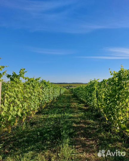 Экскурсия Камский виноградник-Казань