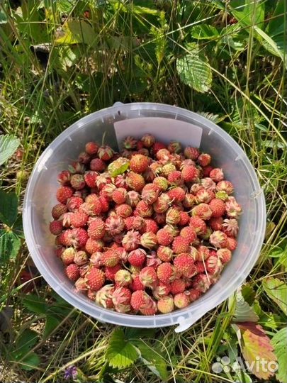 Клубника луговая