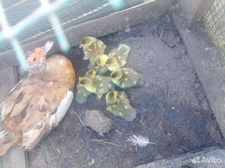 Продам индоутят