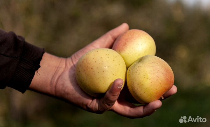 Сборщик яблок. Сезонная работа