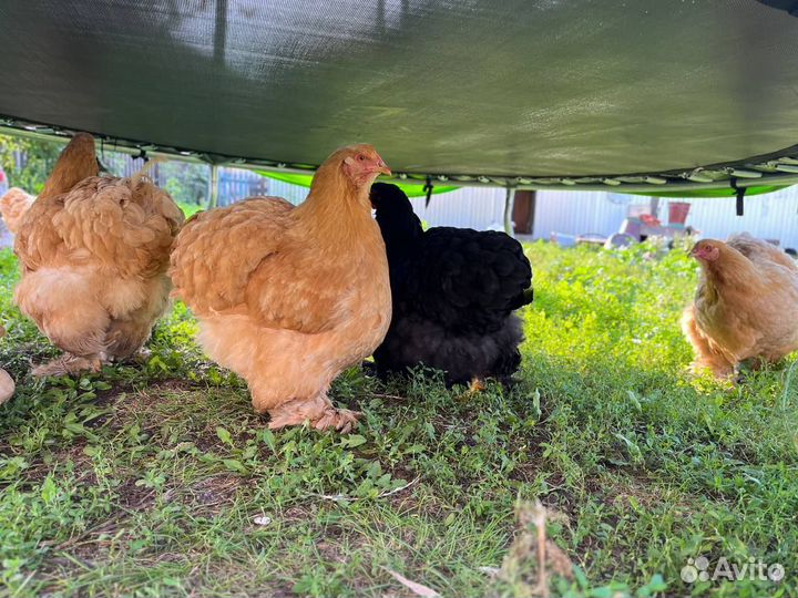 Инкубационное яйцо