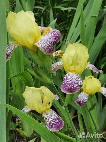 Растения садовые многолетние