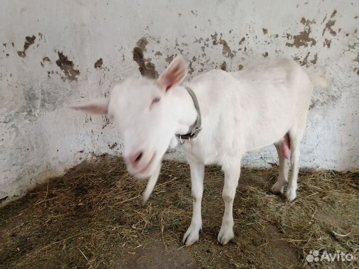 Продаю дойную козу