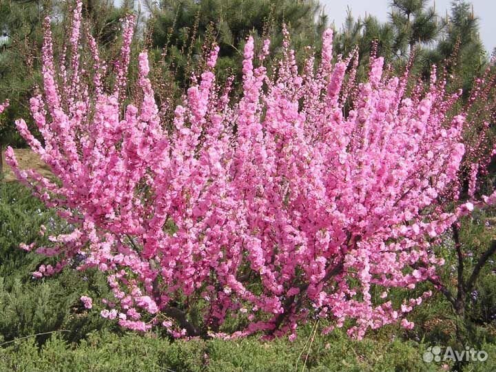 Миндаль розовый саженец