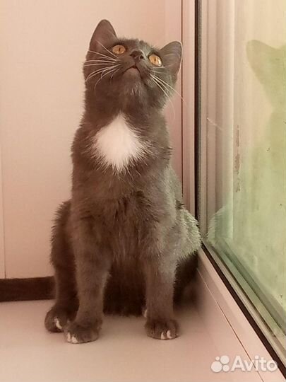 Отдам в хорошие руки кошечку 9 мес. красивую