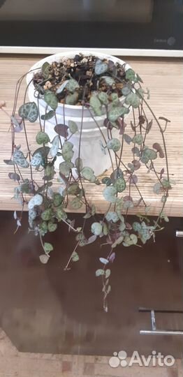 Церопегия вуда