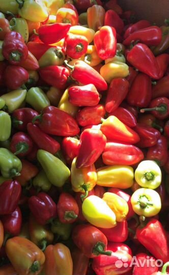 Семена Перец полет