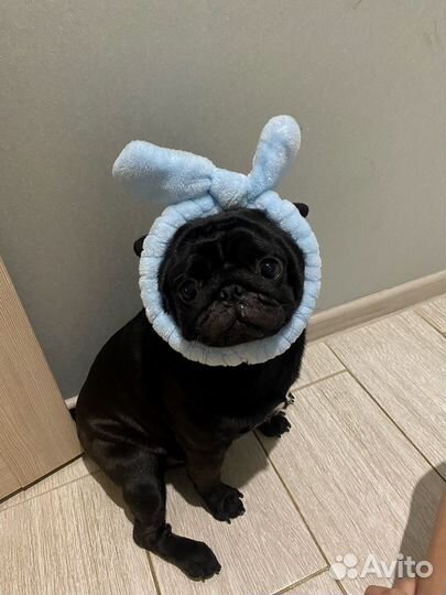 Мопс вязка