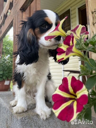 Девочка-щенок кавалер кчс продается