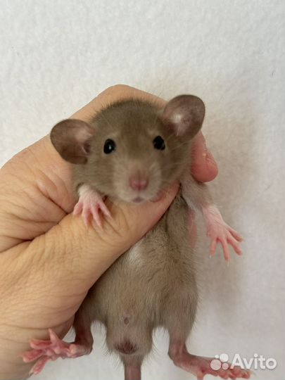 Крысята Дамбо малыши