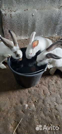 Калифорнийские кролики