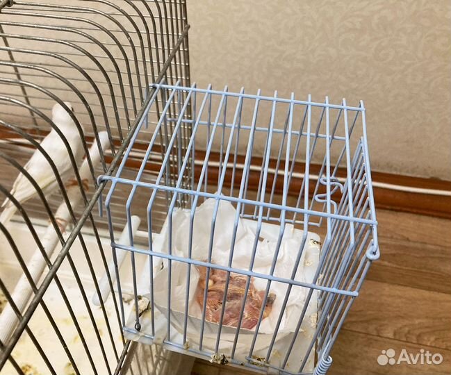 Семья канареек