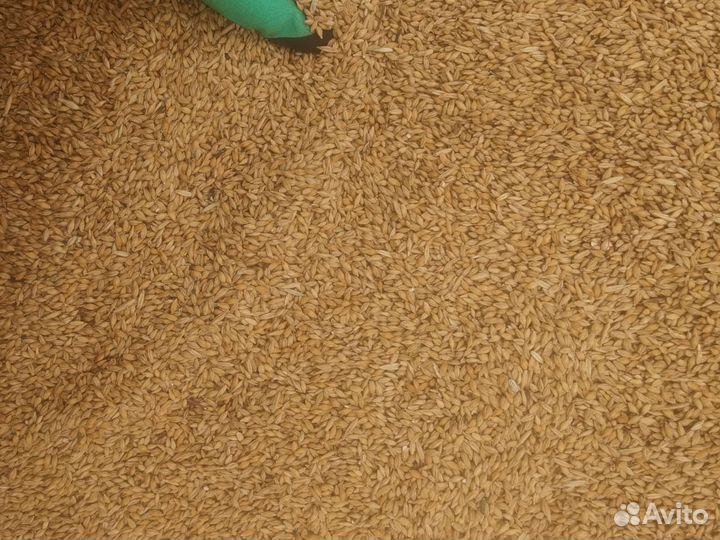 Ячмень, овес