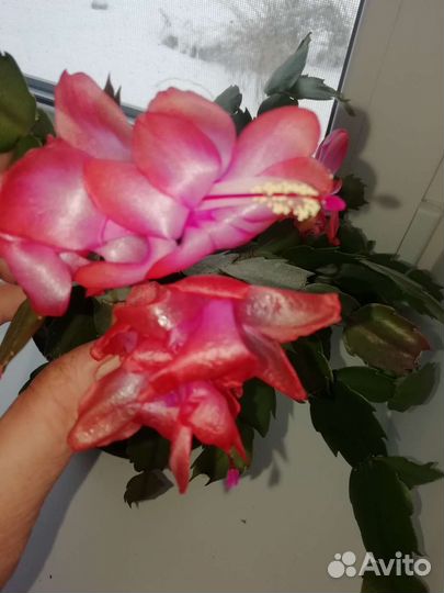 Декабрист шлюмбергера