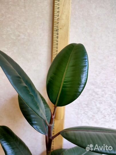 Фикус каучуконосный элстика