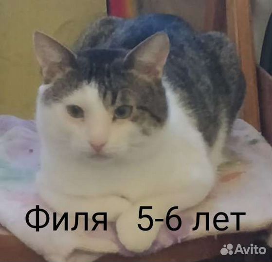 Кот в добрые руки