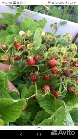 Земклуника саженцы