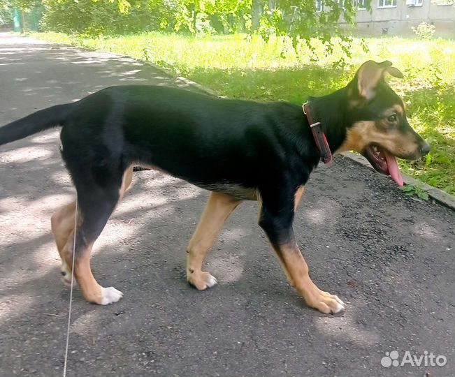 Щенок В добрые руки