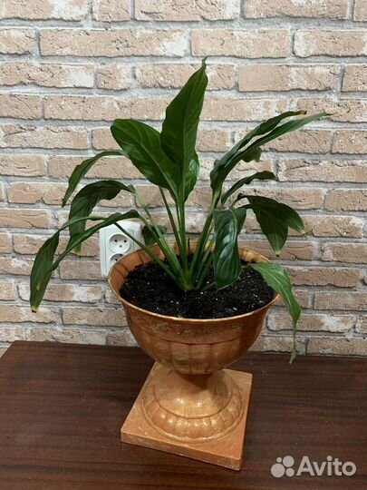 Спатифилиум