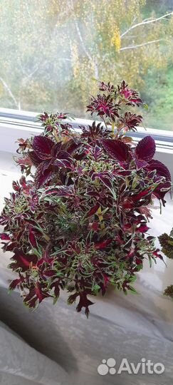 Колеусы вегетативные