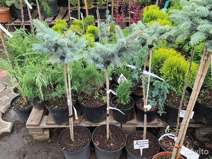 Голубая ель Монтгомери на штамбе-5500