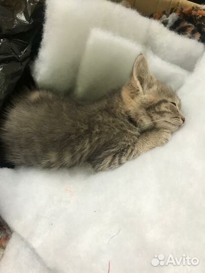 Котик в дар