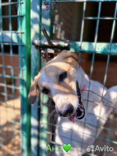 Собака Веснушка ищет дом