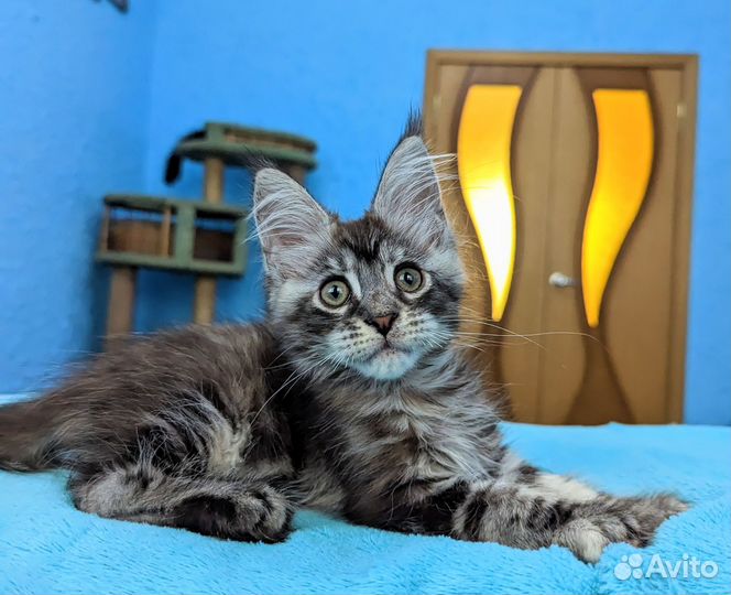 Котята мейн-кун