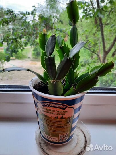 Цветы декабристы