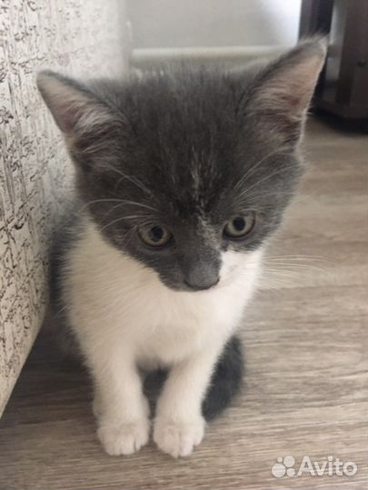 Шотландские котята в добрые руки бесплатно