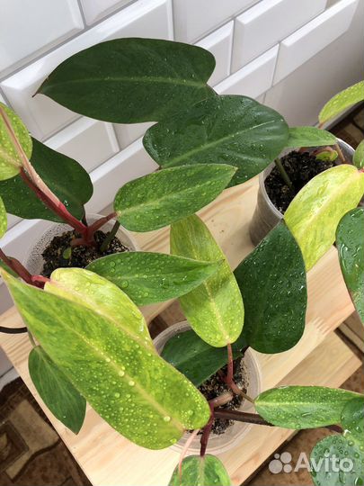 Филодендрон расписная леди (медуза)
