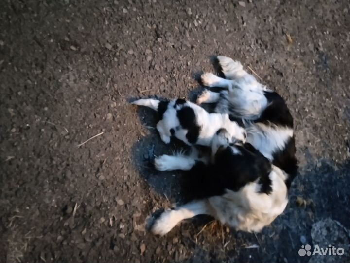 Отдам в добрые руки