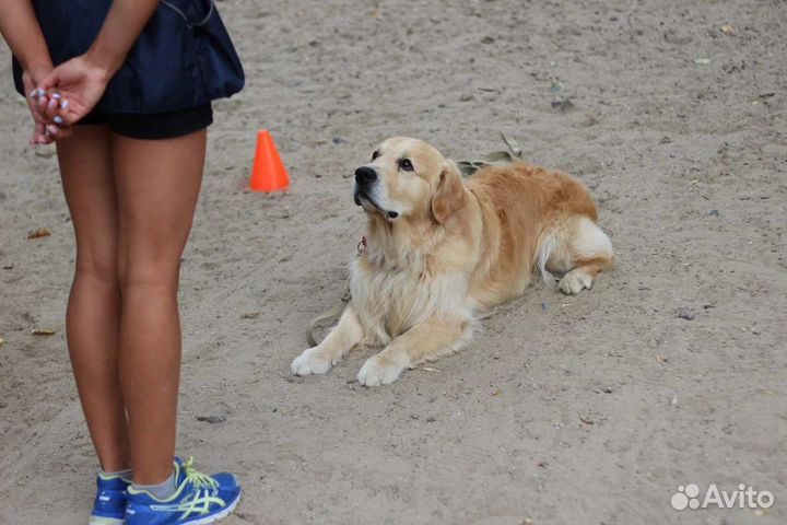 Хендлер, Кинолог, дрессировка собак с проживанием