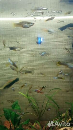 Гуппи,черный телескоп