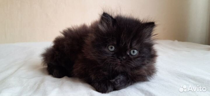 Черный бриллиант с голубыми глазами