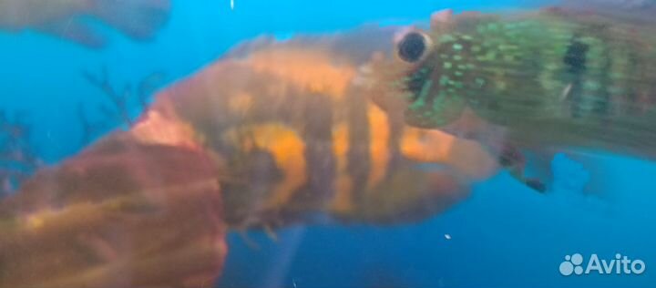 Астранотус