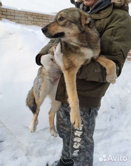 Стерилизованная собака