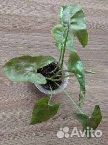 Цветы комнатные декоративнолиственные