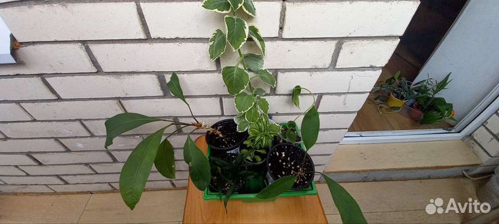 Комнатные цветы