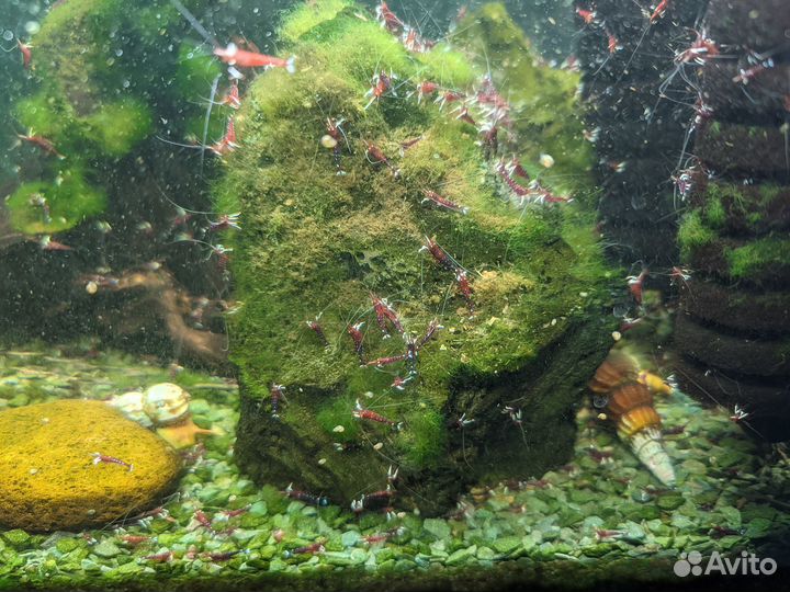 Креветки Кардинал