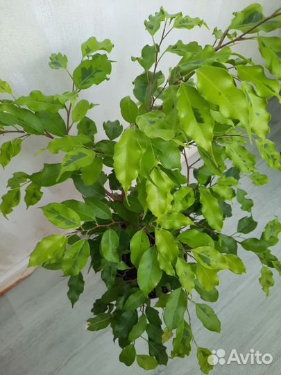 Фикус бенджамина