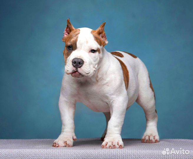 Американский булли