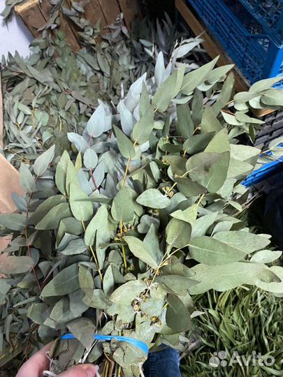 Листья Эвкалипта