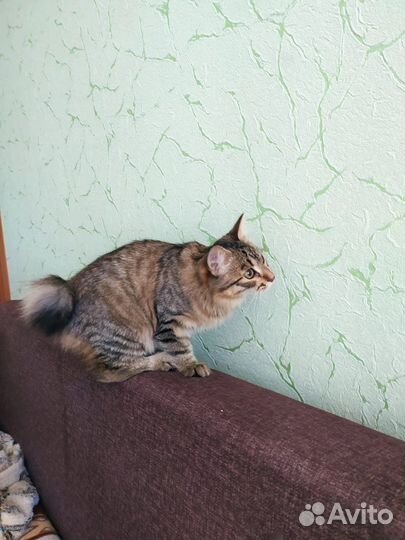 Курильский бобтейл